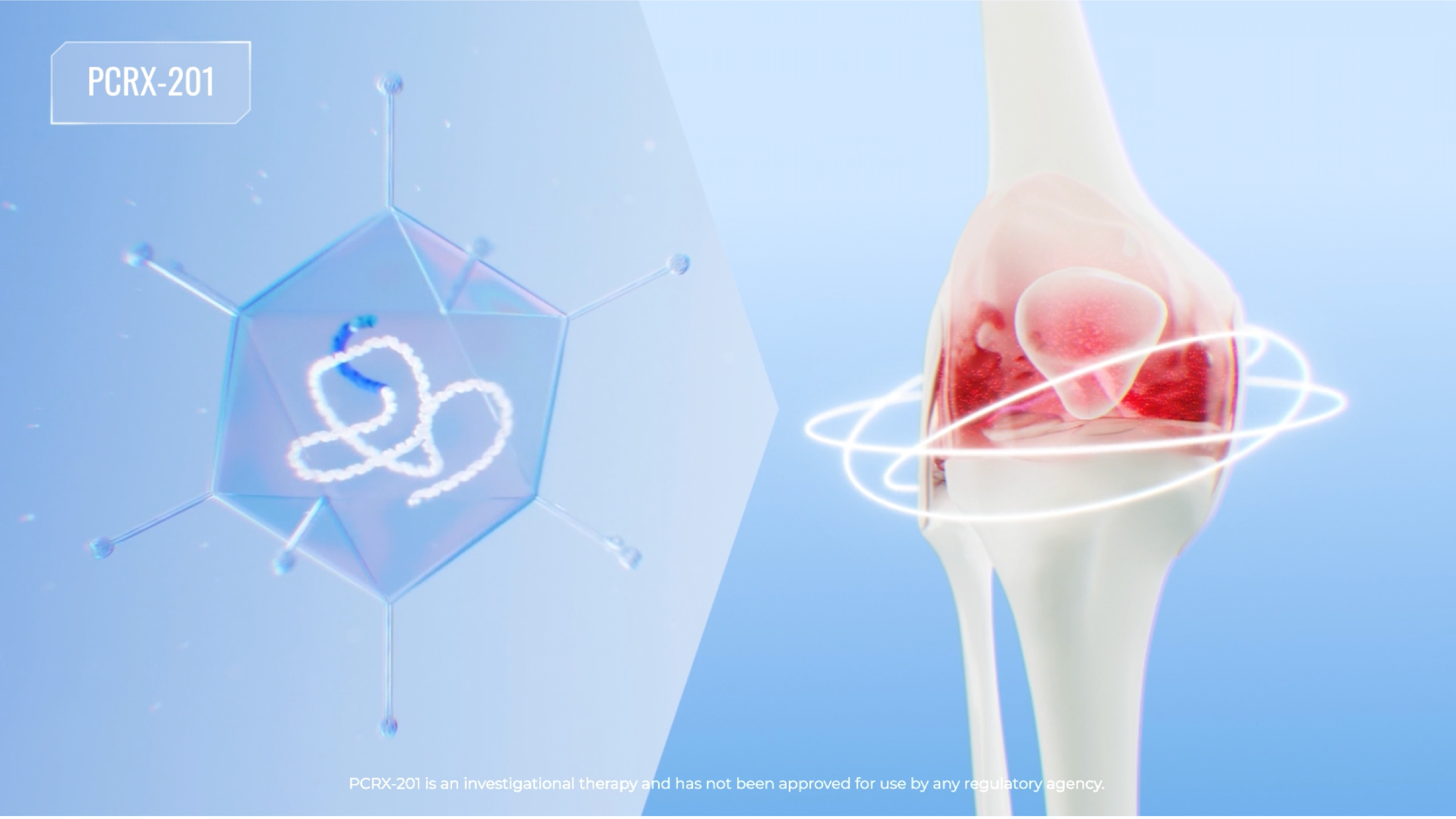 PCRX-201 — a high-capacity adenoviral vector carrying the IL-1Ra gene, shown beside the knee joint it is injected into to rebalance inflammation.